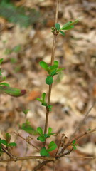 Hypericum apocynifolium