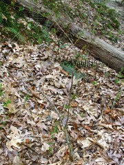 Hypericum apocynifolium