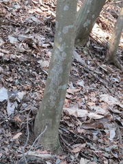 Quercus myrsinifolia