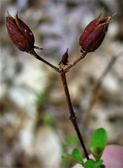 Hypericum apocynifolium