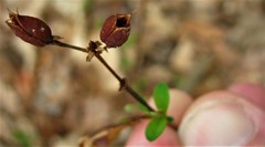 Hypericum apocynifolium