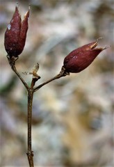Hypericum apocynifolium
