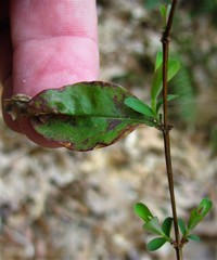 Hypericum apocynifolium