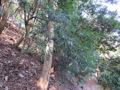 Quercus myrsinifolia