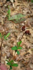 Hypericum apocynifolium