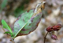 Hypericum apocynifolium