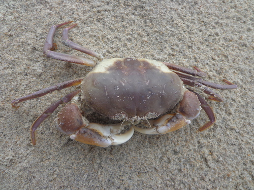 Galene bispinosa