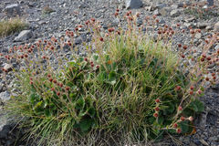 Geum cockaynei