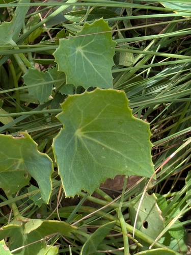 Senecio oxyriifolius, photograph 2