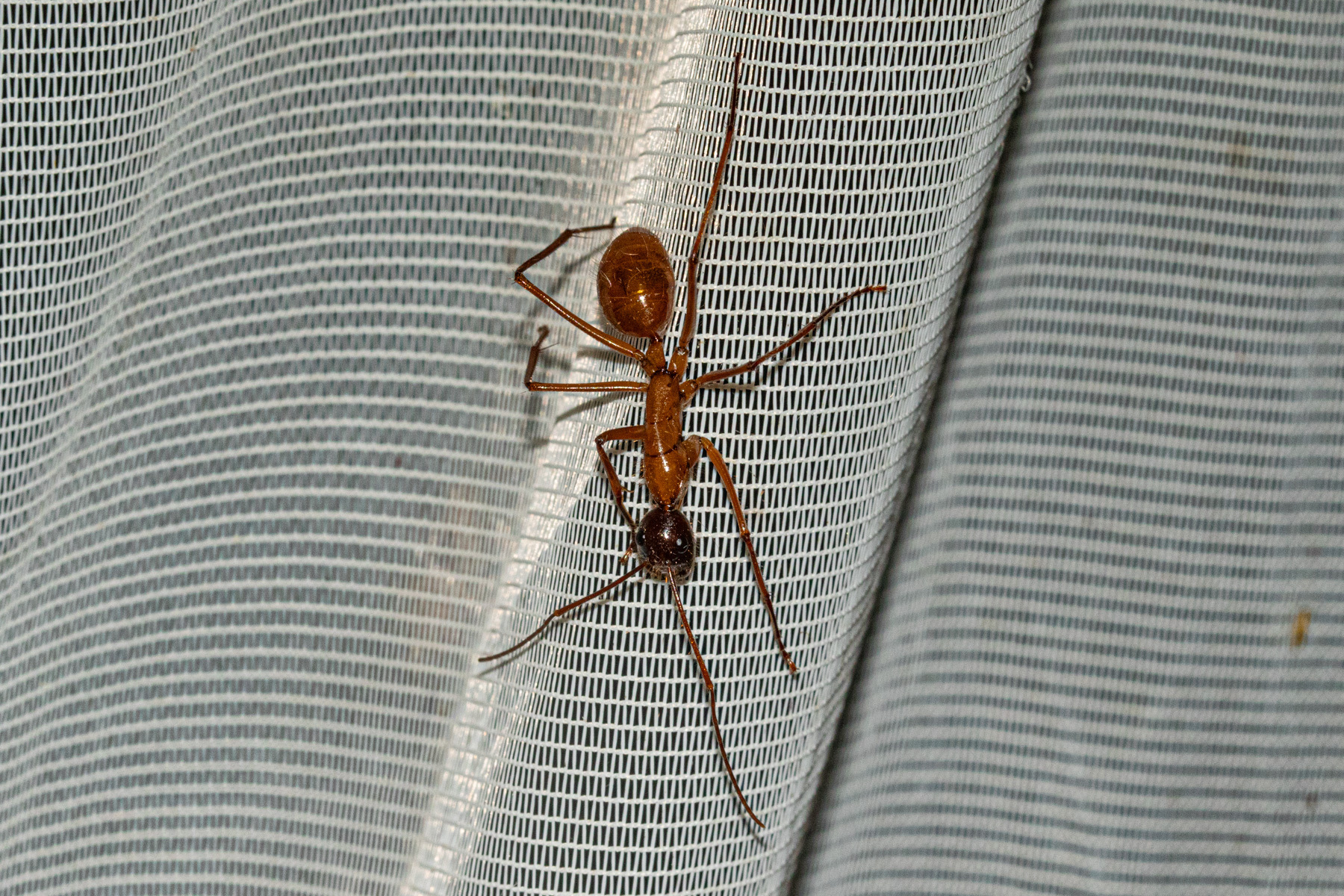 Camponotus caesar caesar