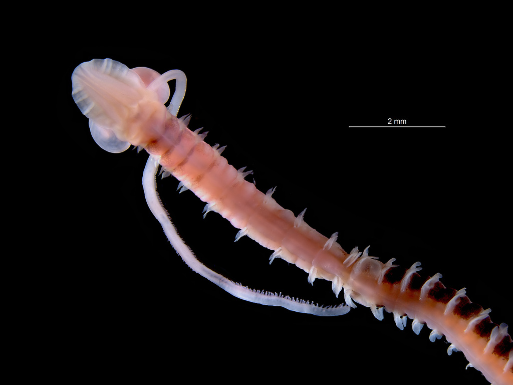 Maea johnstoni
