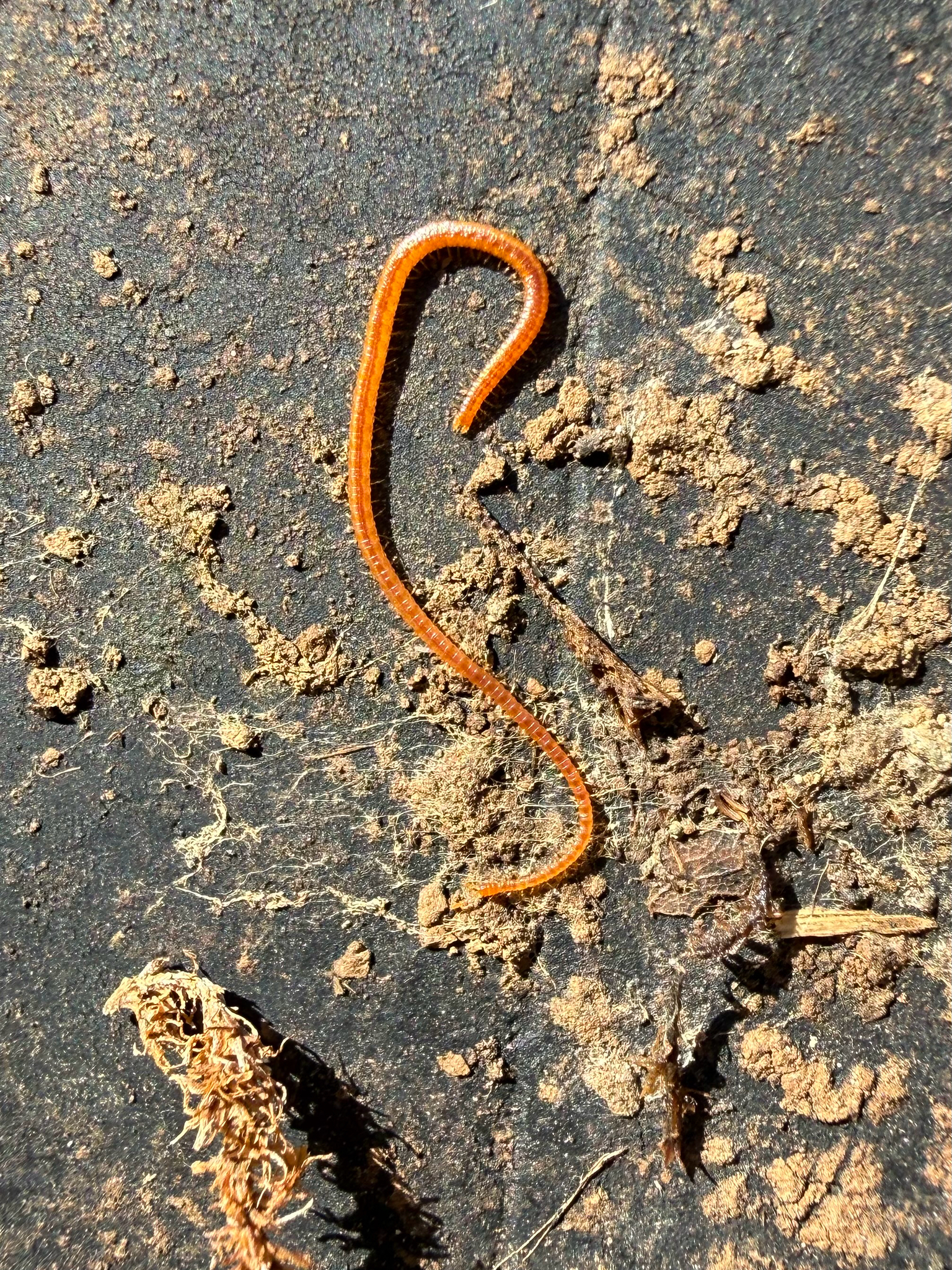 Dignathodon microcephalus Lucas, 1846