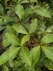 Pseudopanax macintyrei