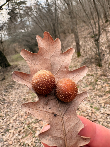 Cherry Gall Wasp