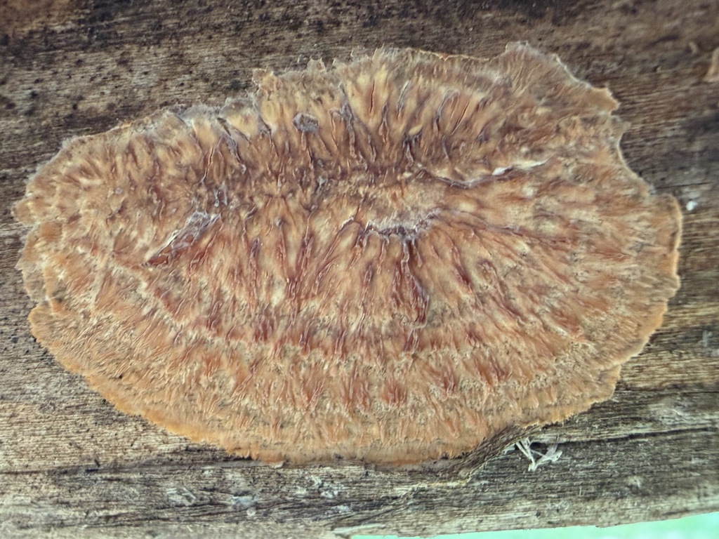 Phlebia radiata · March 2026 · photo: © lucian_clanet (iNaturalist, cc-by)
