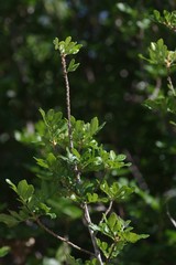 Hippobromus pauciflorus