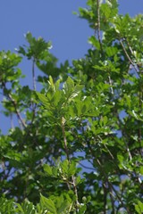 Hippobromus pauciflorus