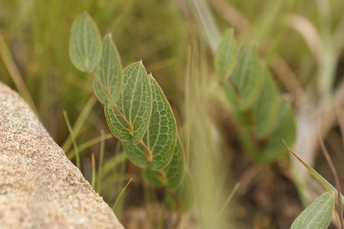 Grey-leaf Aster (Afroaster perfoliatus)