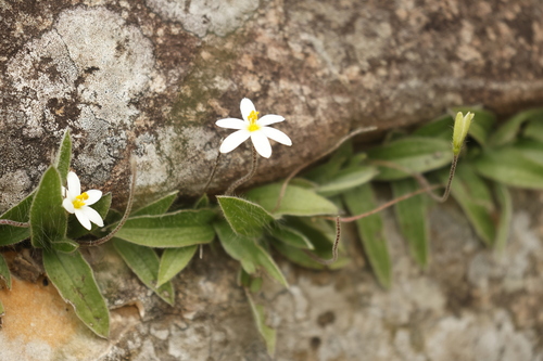 Hypoxis parvula