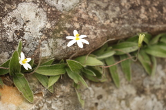 Hypoxis parvula