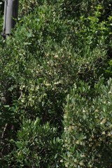 Diospyros dichrophylla