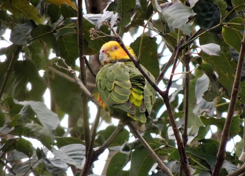 Yellow-faced Parrot