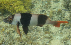 Black-Striped Morwong photo 2