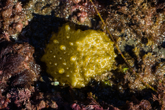 Colpomenia tuberculata