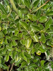 Brachyglottis buchananii
