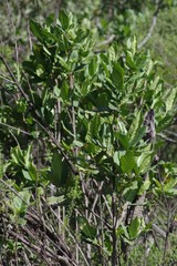 Burchellia bubalina
