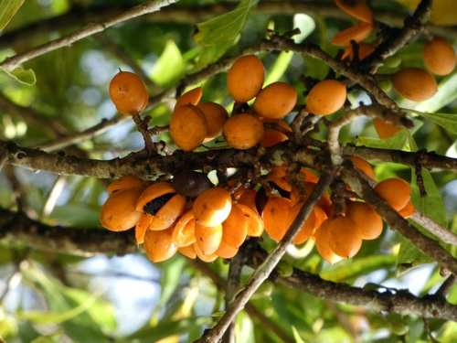 Petroleum-nut (Pittosporum resiniferum)