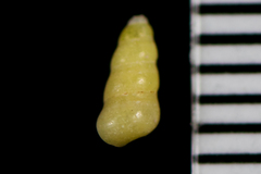 Halistylus pupoideus