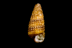 Cerithiopsidae