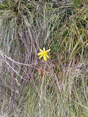 Brachyglottis bellidioides