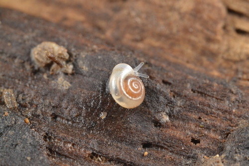 Vallonia pulchella