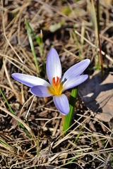 Crocus reticulatus