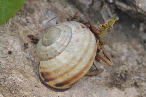Cepaea nemoralis