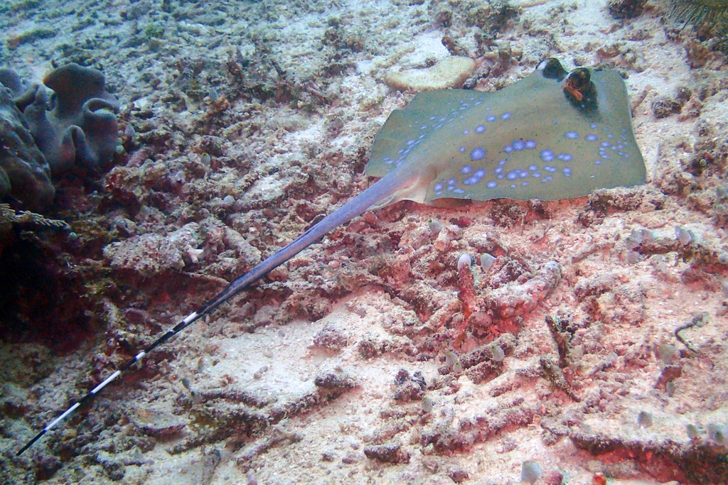 Moluccan Bluespotted Maskray from Raja Ampat on February 14, 2019 at 02 ...