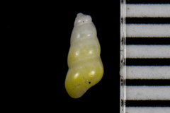 Halistylus pupoideus