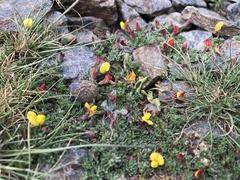 Lotus corniculatus glacialis