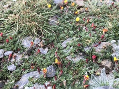 Lotus corniculatus glacialis