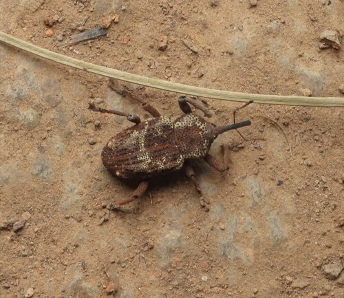 Homalinotus depressus