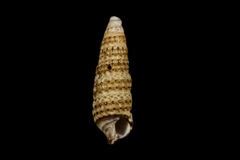 Cerithiopsidae