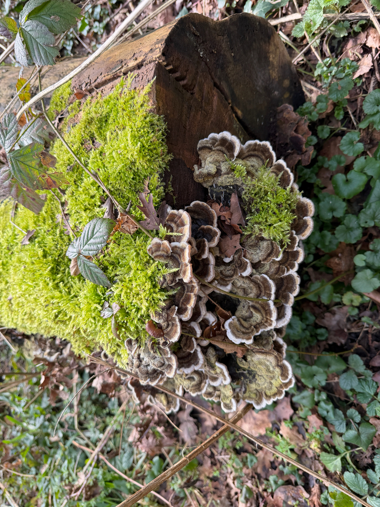 Auricularia mesenterica · March 2026 · photo: © nelliecrepuscule (iNaturalist, cc-by-sa)