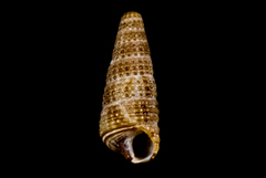 Cerithiopsidae