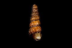 Cerithiopsidae