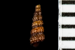Cerithiopsidae