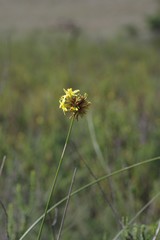Bobartia orientalis orientalis
