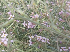 Cakile arabica
