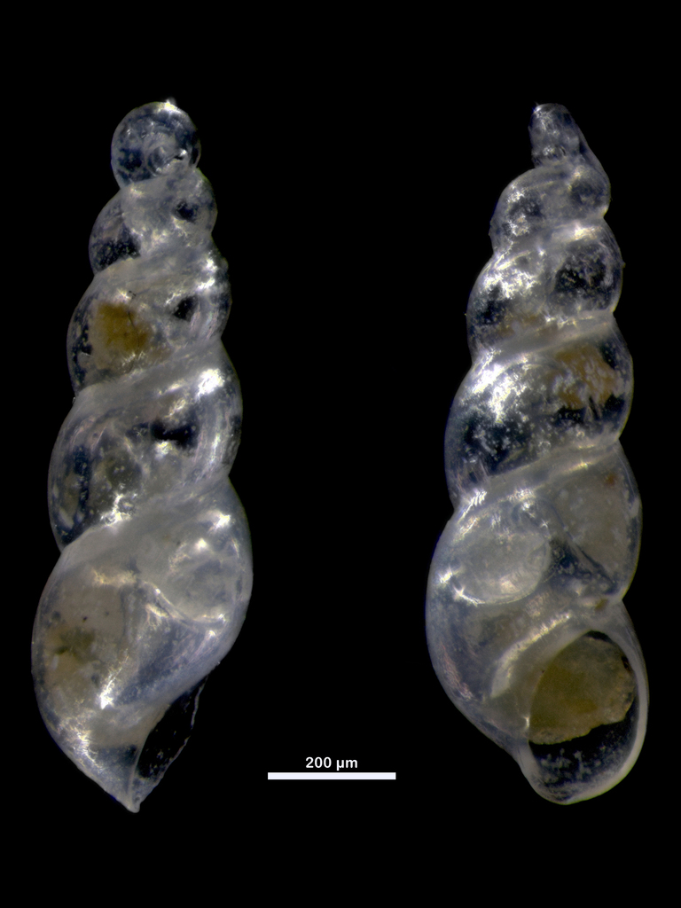 Ebala trigonostoma